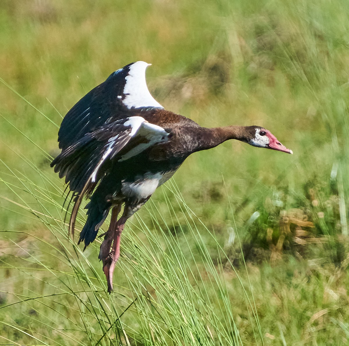 Spur-winged Goose - ML615855569