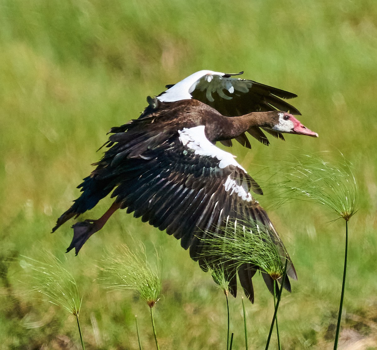 Spur-winged Goose - ML615855570