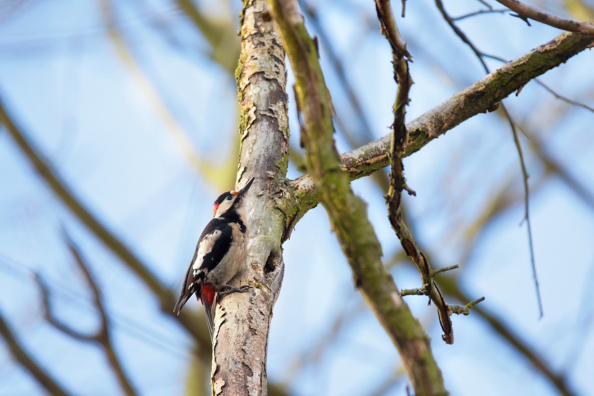 Syrian Woodpecker - ML615855743
