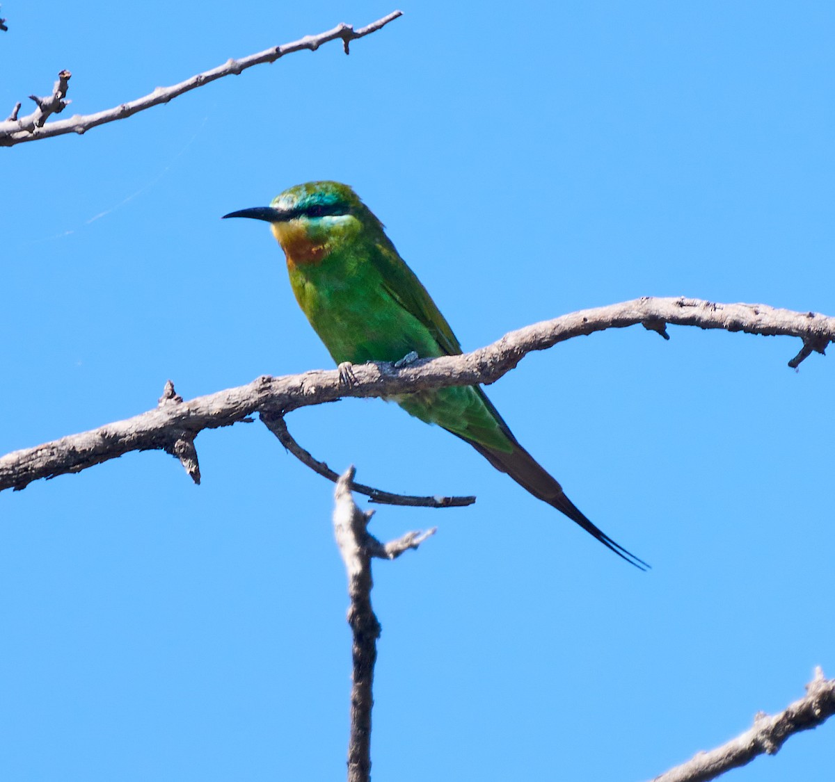 Blue-cheeked Bee-eater - ML615855814