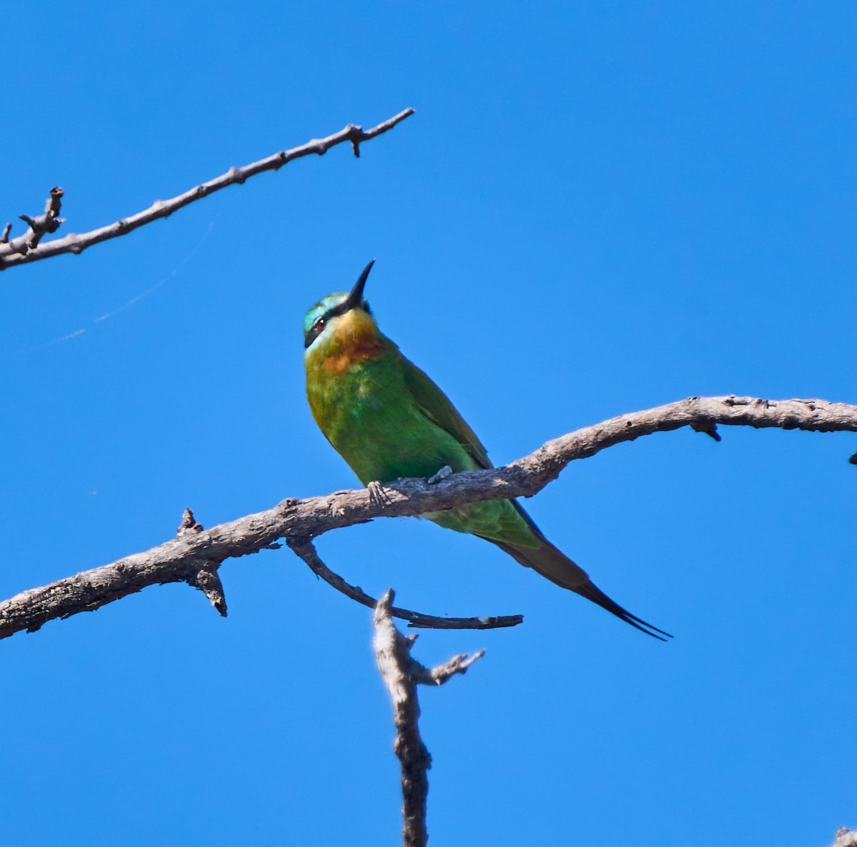 Blue-cheeked Bee-eater - ML615855815