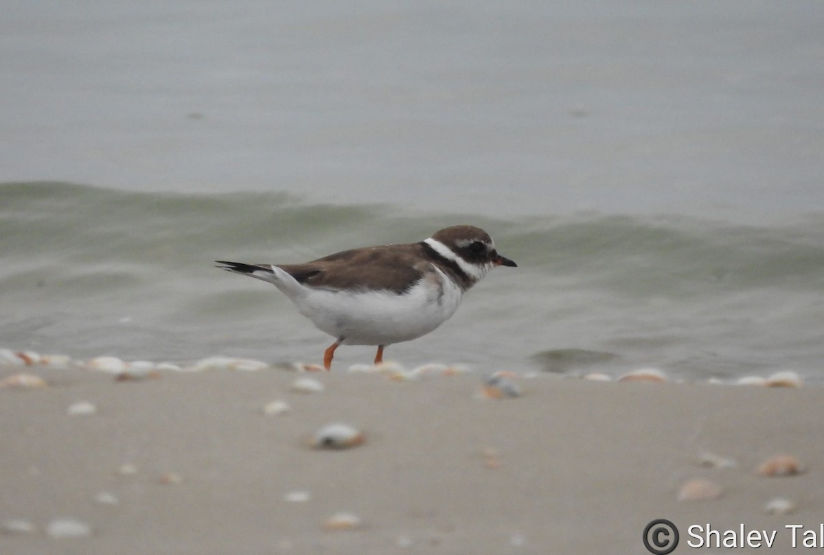 Common Ringed Plover - ML615855953