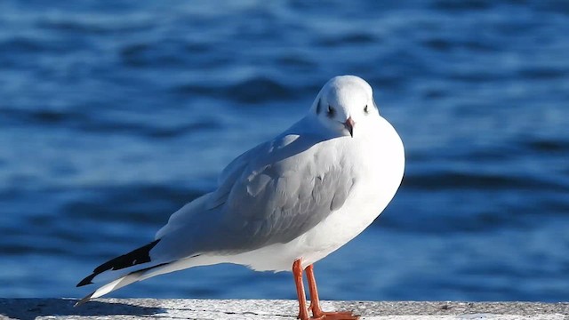 Mouette rieuse - ML615856002