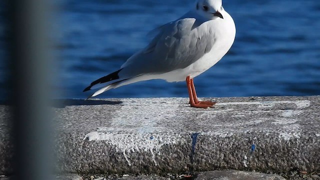 Mouette rieuse - ML615856003