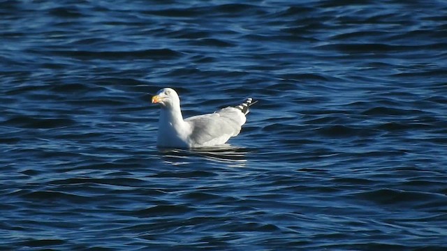 Herring Gull (European) - ML615856022
