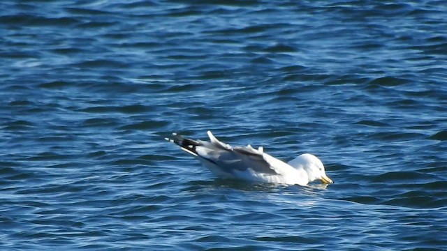 Herring Gull (European) - ML615856023