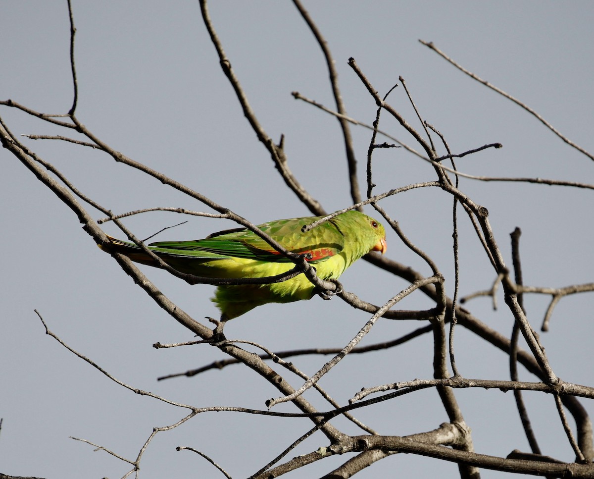 Red-winged Parrot - ML615856272