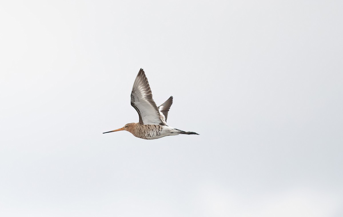Black-tailed Godwit - Eric Francois Roualet