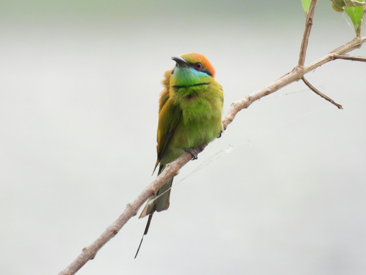Asian Green Bee-eater - ML615856502