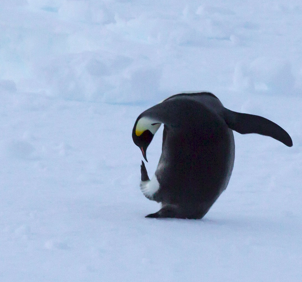 Emperor Penguin - Sonja Ross