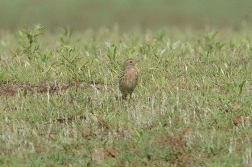 Red-throated Pipit - ML615856616