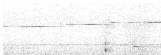 Spotted Elachura - ML615856818