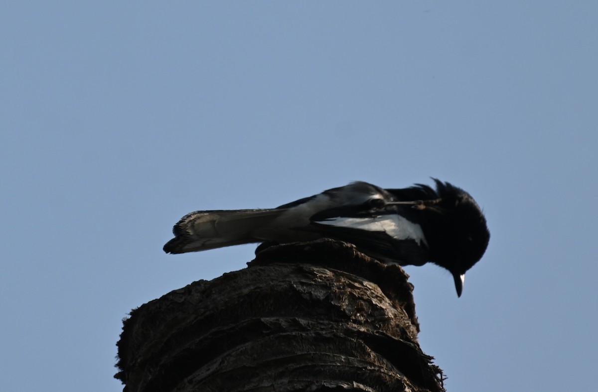 Oriental Magpie-Robin - Sajeev Krishnan
