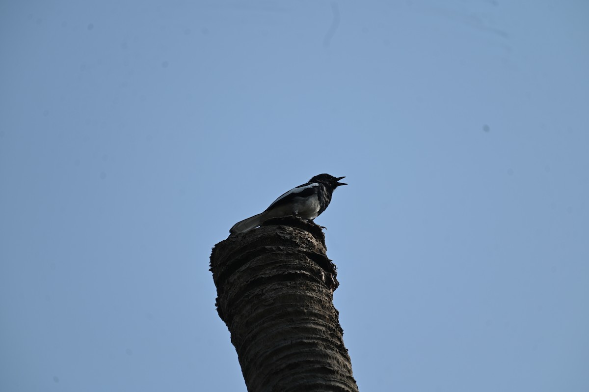 Oriental Magpie-Robin - Sajeev Krishnan