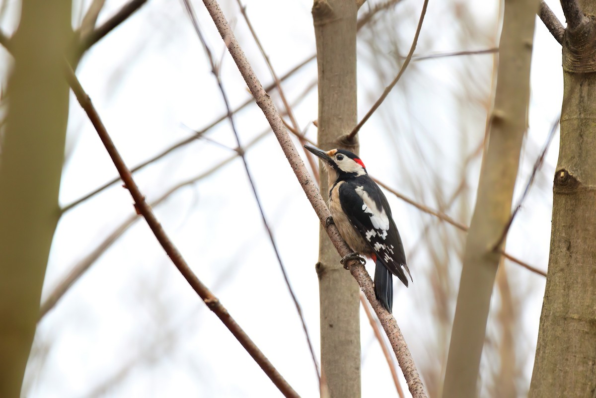 Syrian Woodpecker - ML615857064