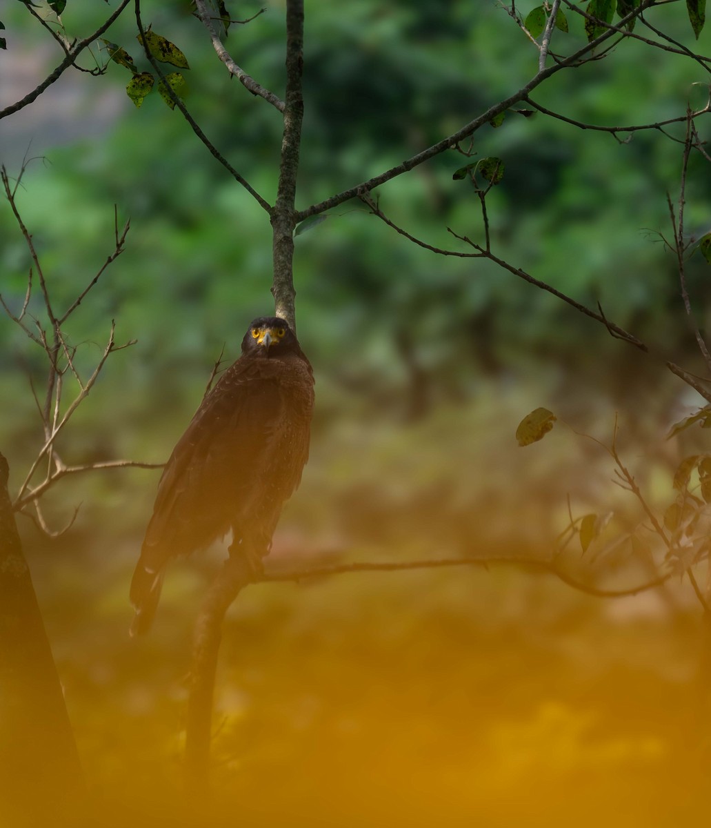 Crested Serpent-Eagle - ML615857216