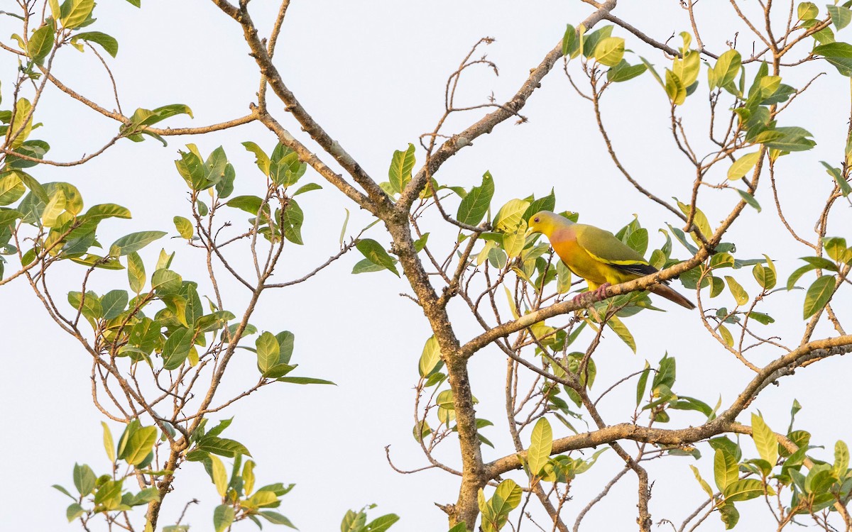 Orange-breasted Green-Pigeon - Adithya Bhat
