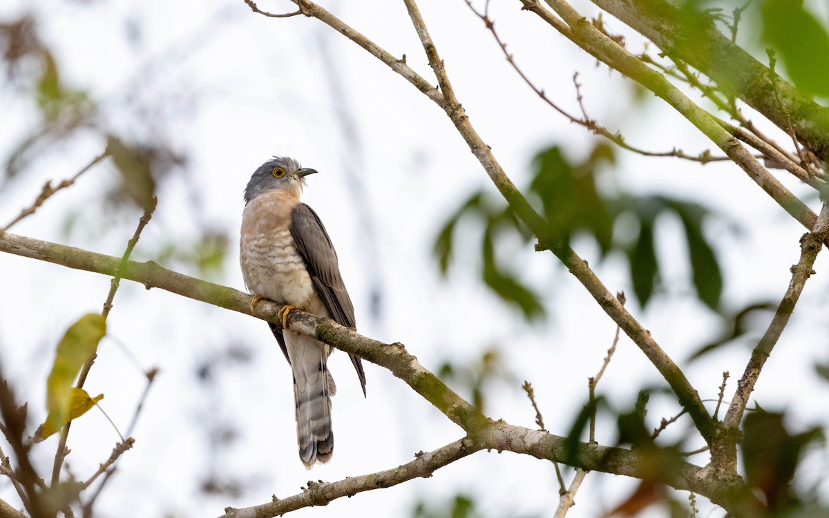 Common Hawk-Cuckoo - ML615857369