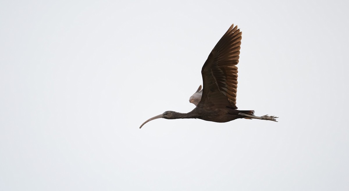 ibis hnědý - ML615857390