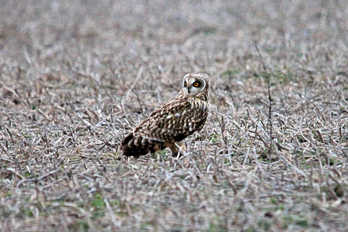 Short-eared Owl (Northern) - ML615857407