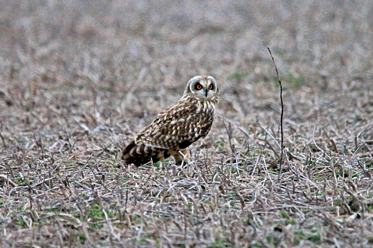 Short-eared Owl (Northern) - ML615857410