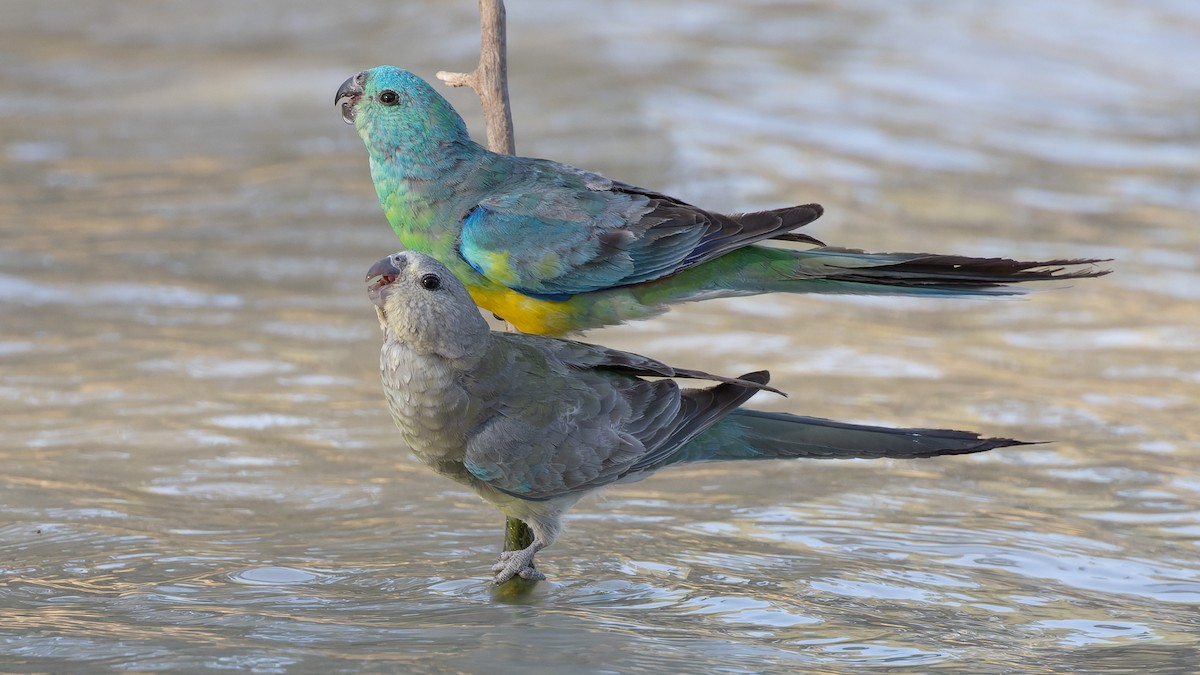 Red-rumped Parrot - ML615857458