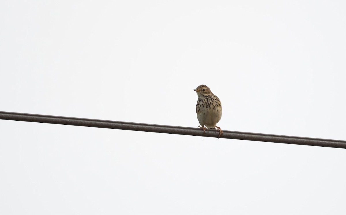 Meadow Pipit - ML615857485