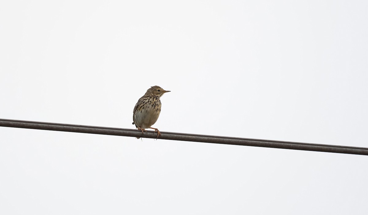Meadow Pipit - ML615857486