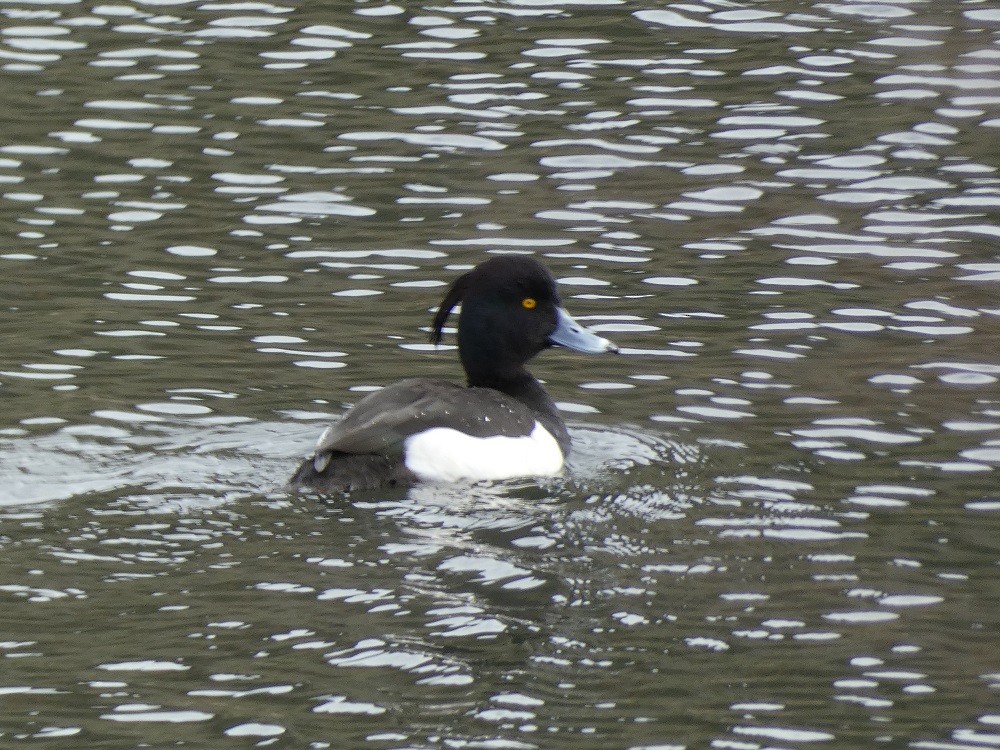 Tufted Duck - ML615857533