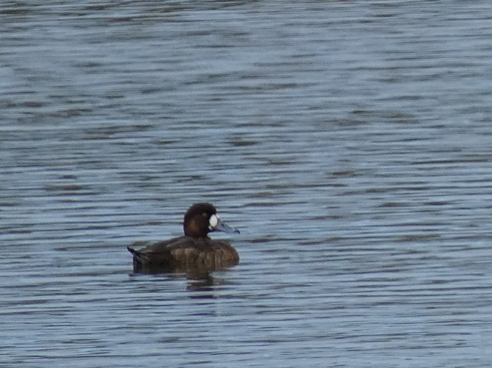 Greater Scaup - ML615857534