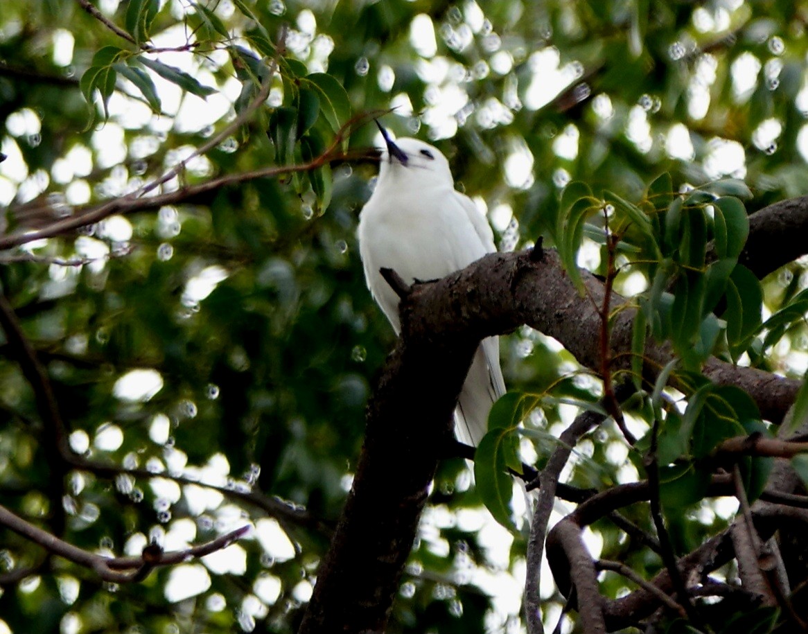 White Tern (Pacific) - ML615857561