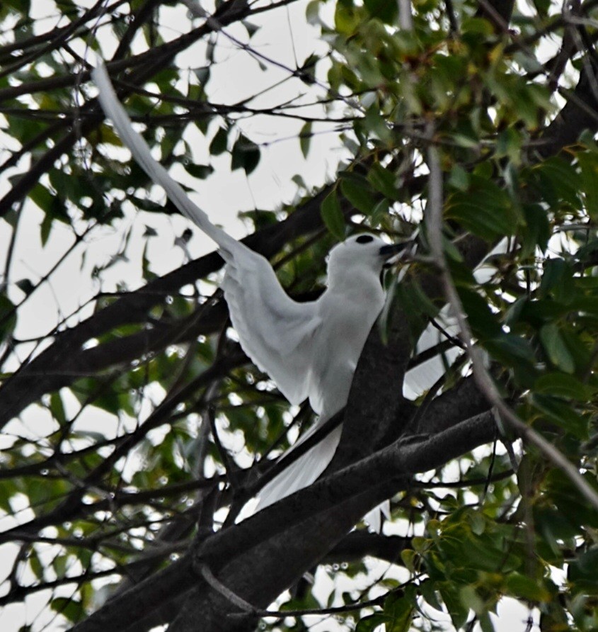 White Tern (Pacific) - ML615857563