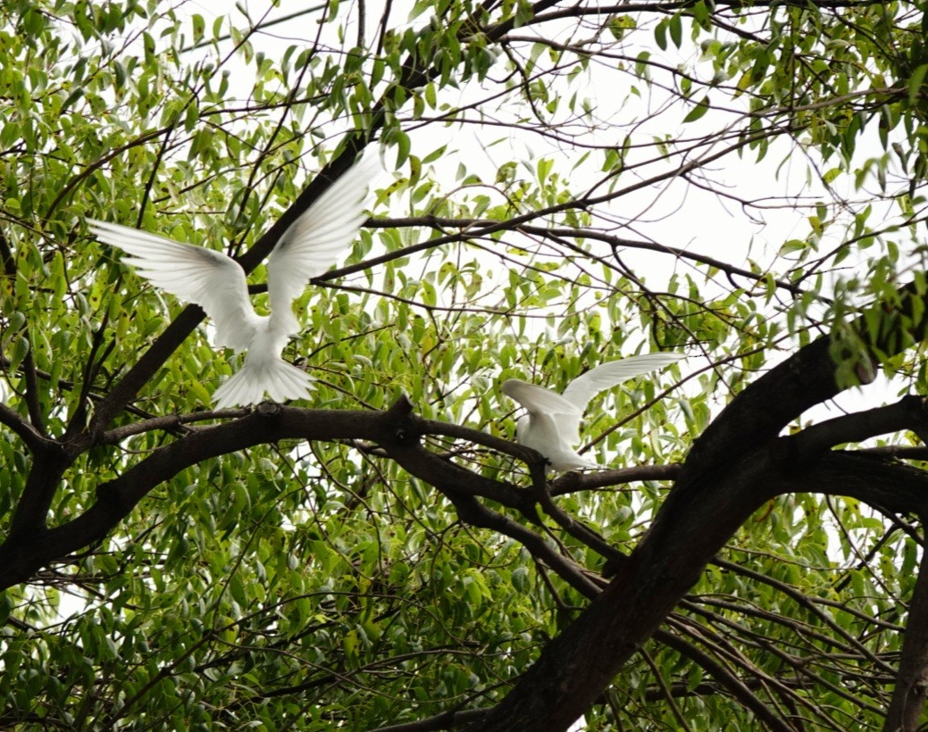 White Tern (Pacific) - kathryn clark