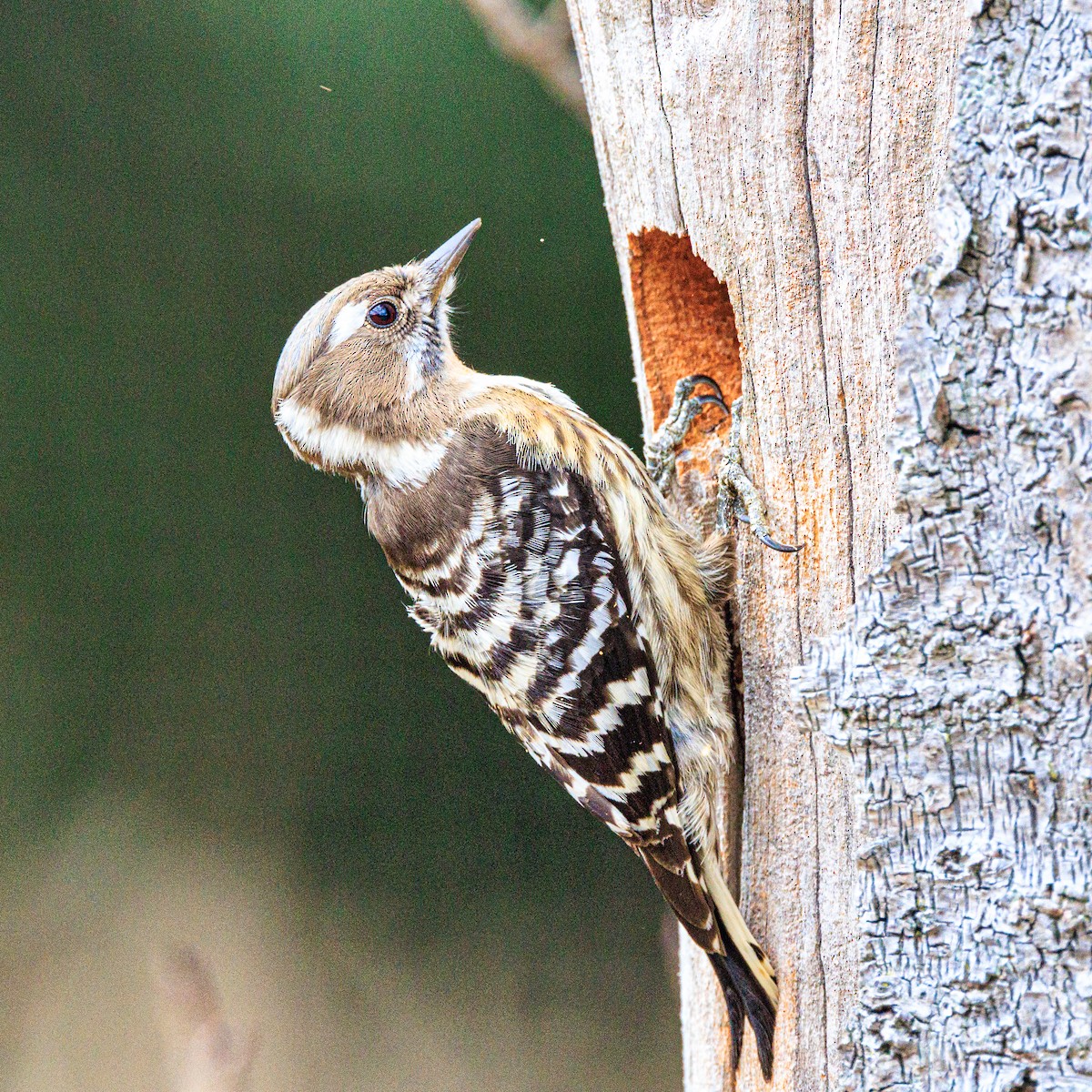 Japanese Pygmy Woodpecker - ML615857566
