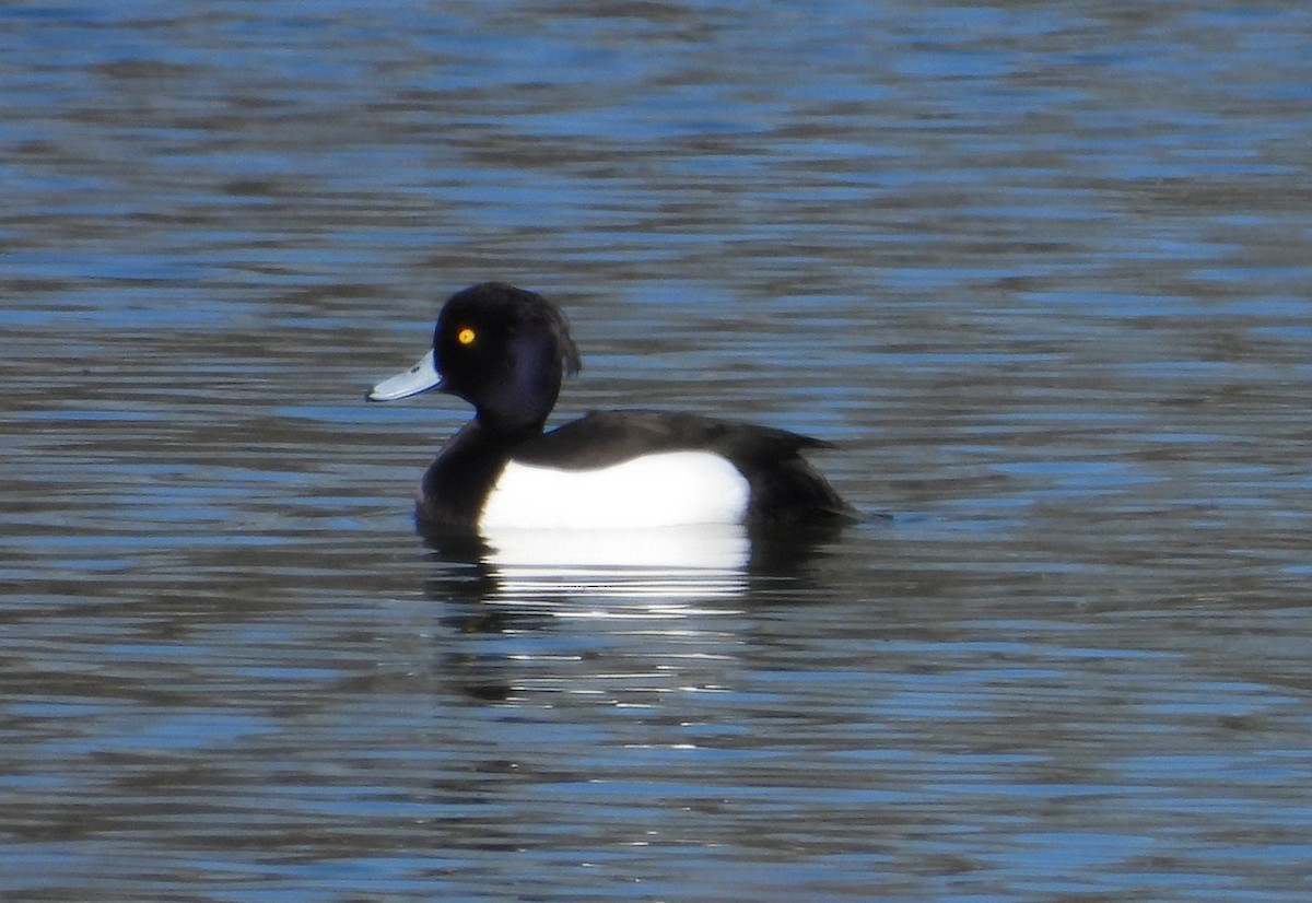 Tufted Duck - ML615857637