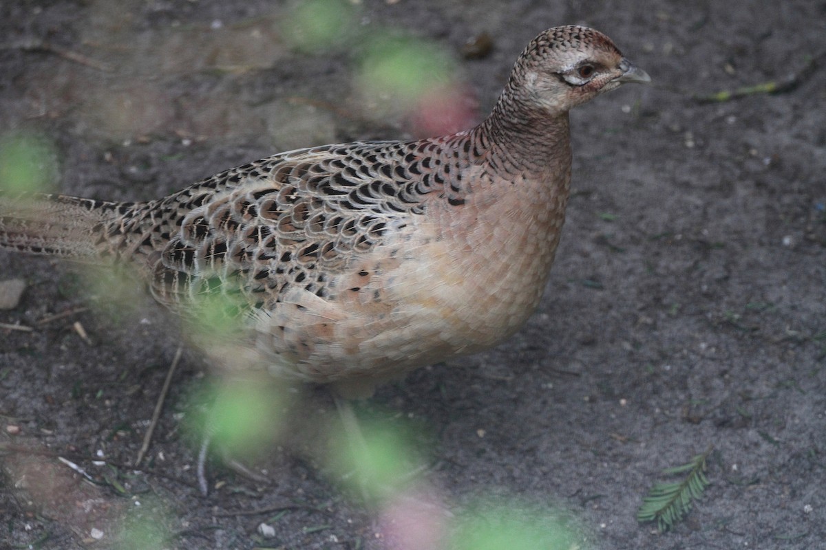 Ring-necked Pheasant - ML615857735