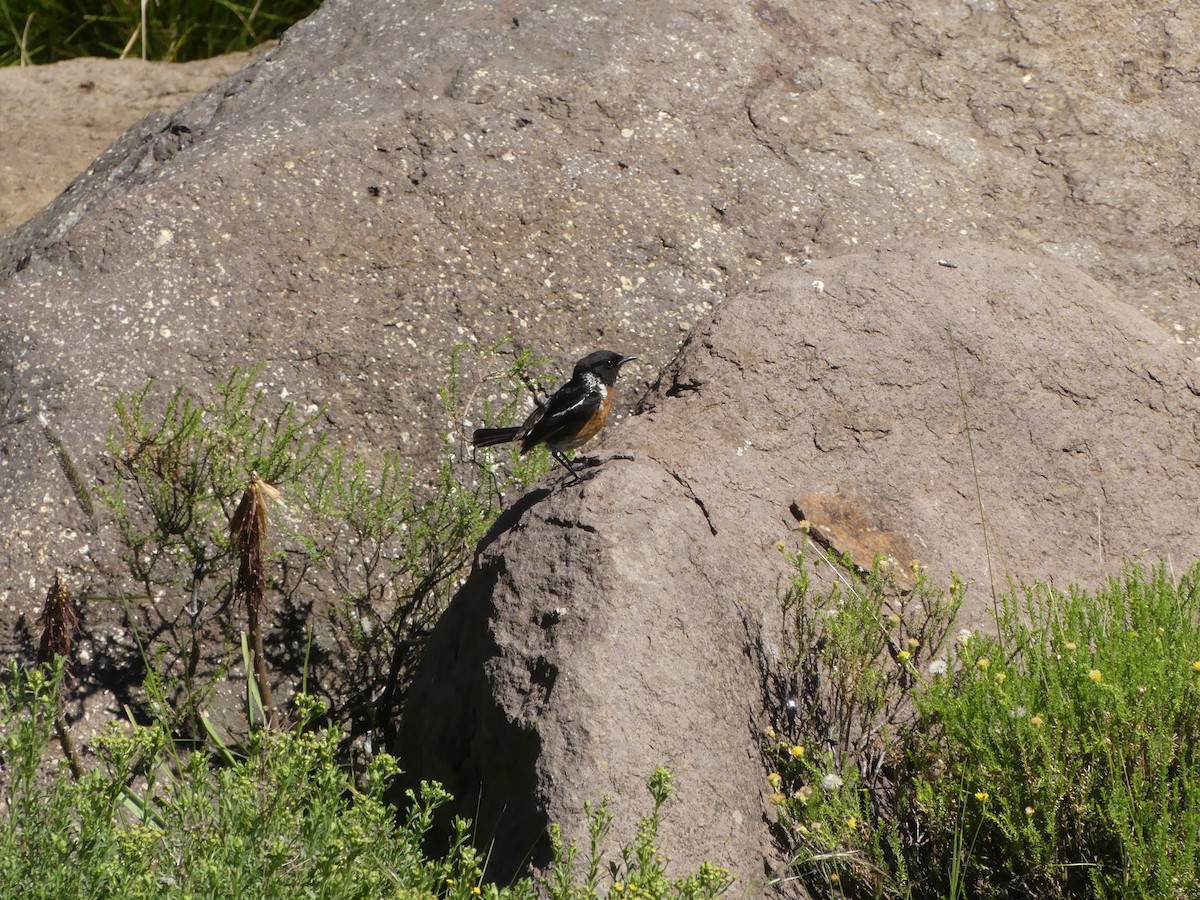 African Stonechat - ML615857801