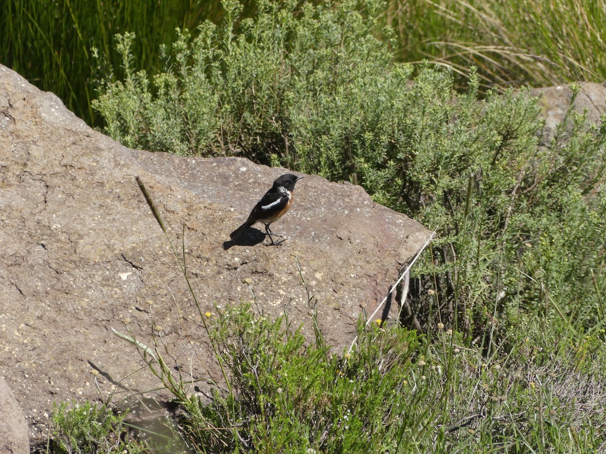 African Stonechat - ML615857802