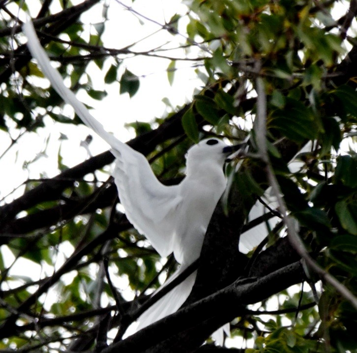 White Tern (Pacific) - ML615857843