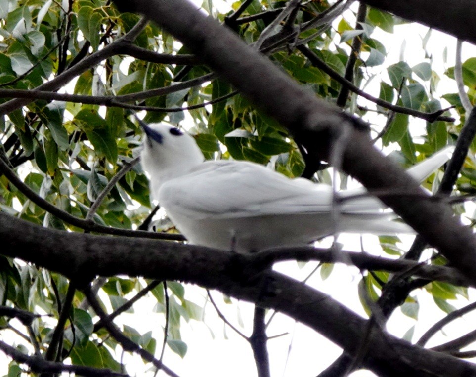 White Tern (Pacific) - ML615857847