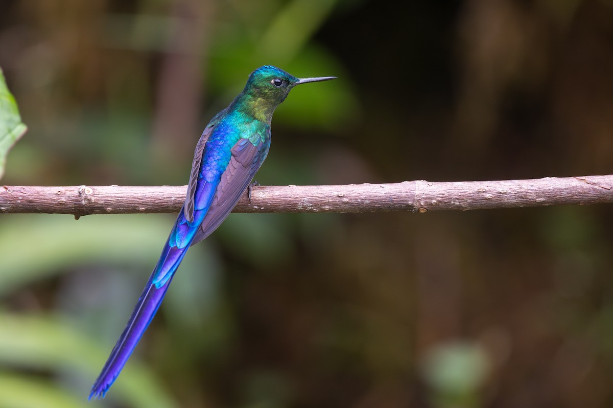 Violet-tailed Sylph - ML615857863