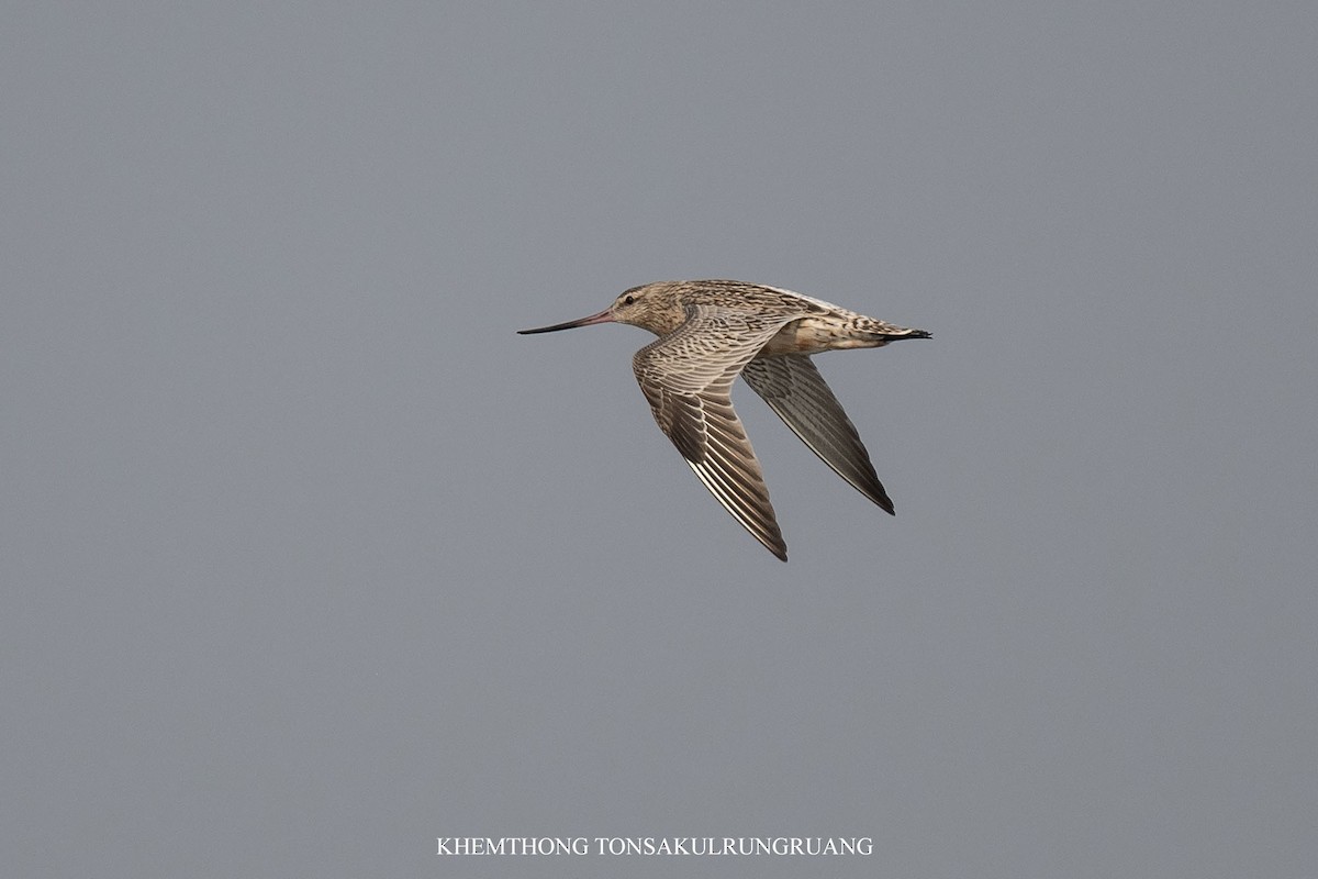 Bar-tailed Godwit (Siberian) - ML615857909