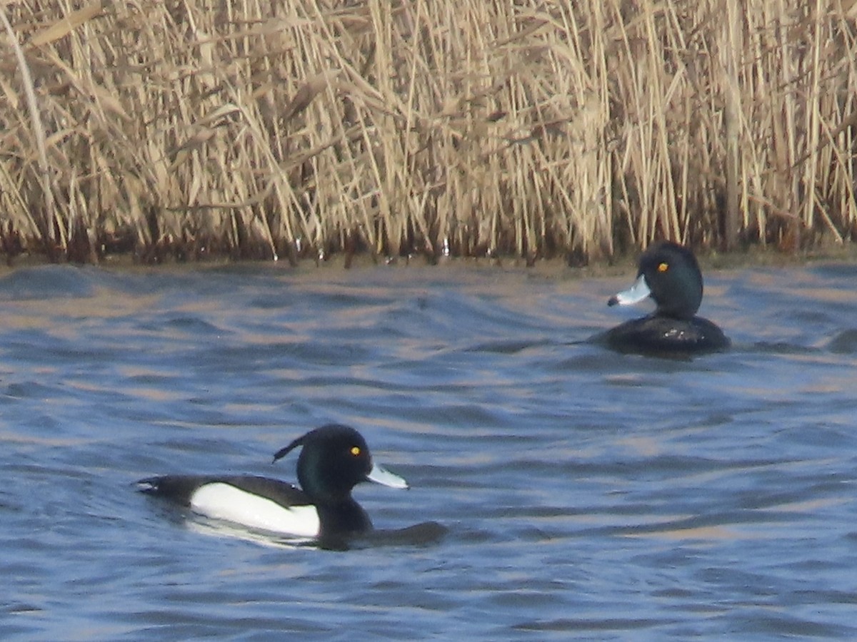 Tufted Duck - ML615858173