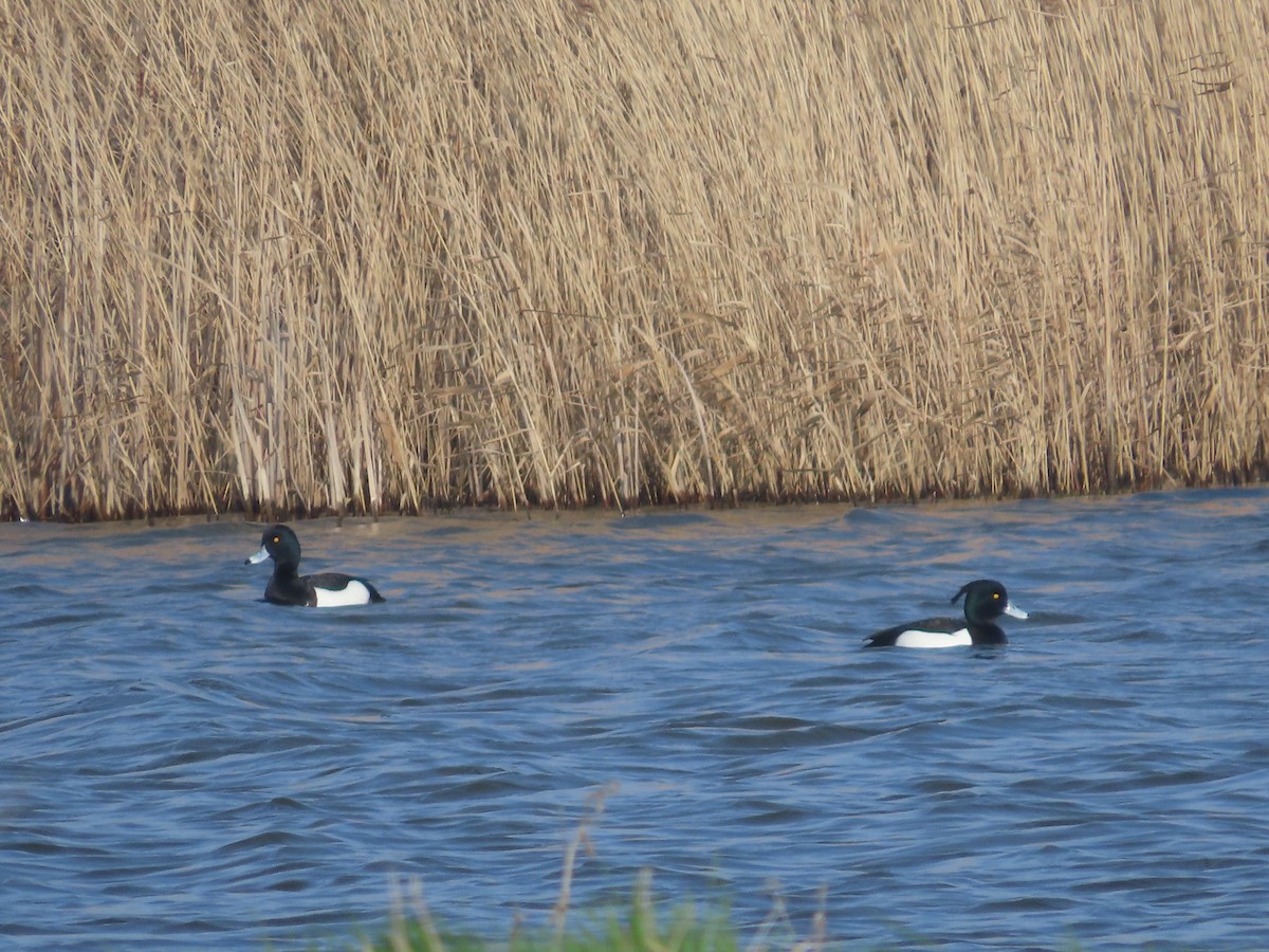 Tufted Duck - ML615858174
