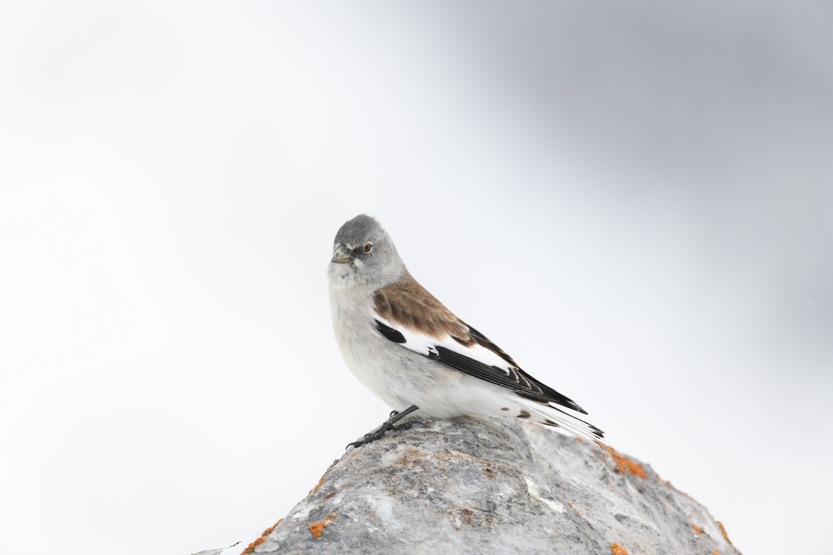 White-winged Snowfinch - Timéo Tâche