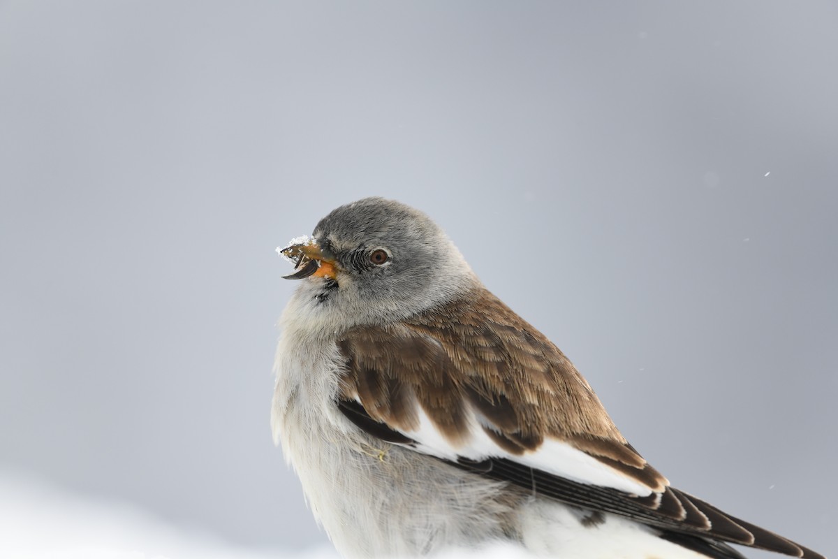 White-winged Snowfinch - ML615858282