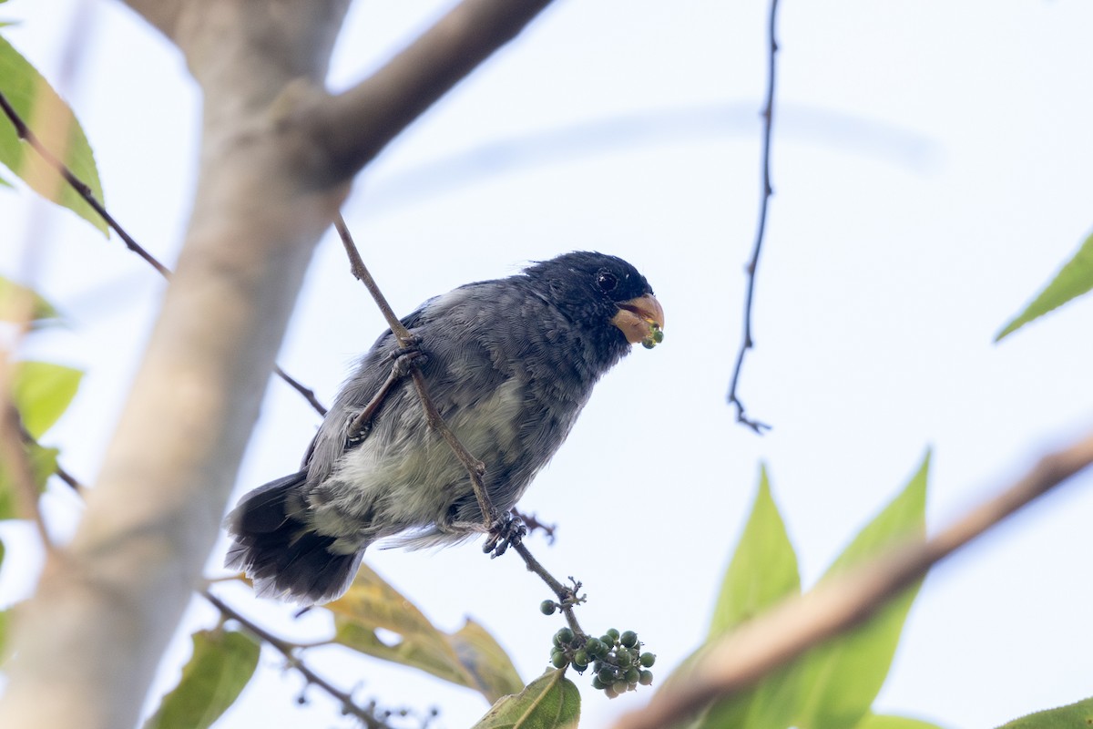 Gray Seedeater - ML615858361