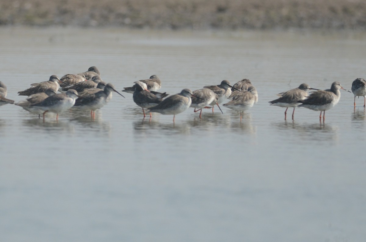 Spotted Redshank - ML615858376