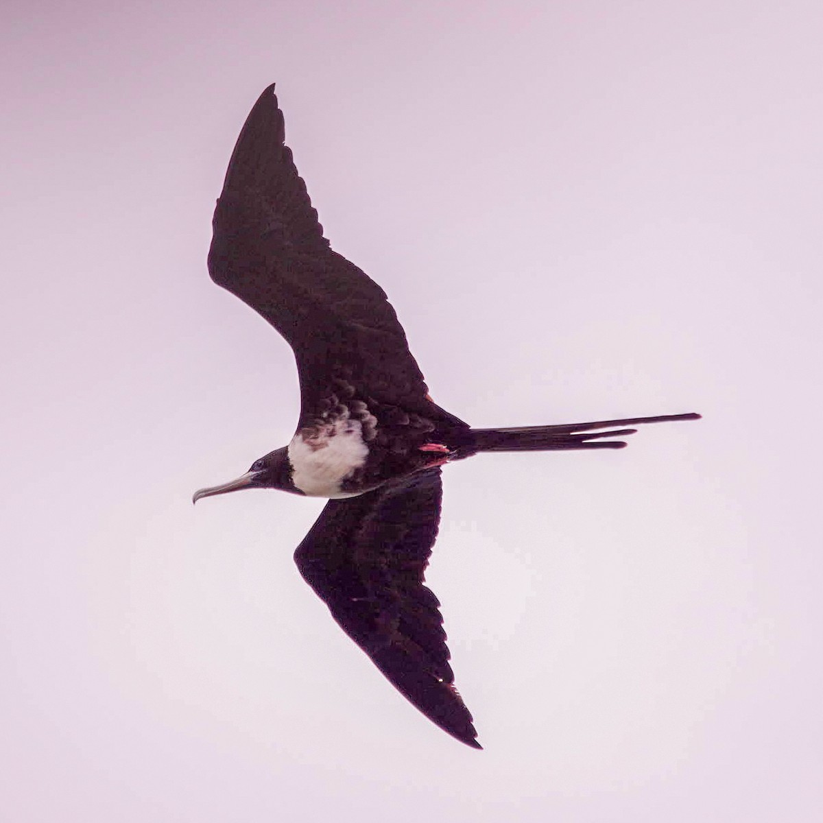 Magnificent Frigatebird - Geoffrey Groom