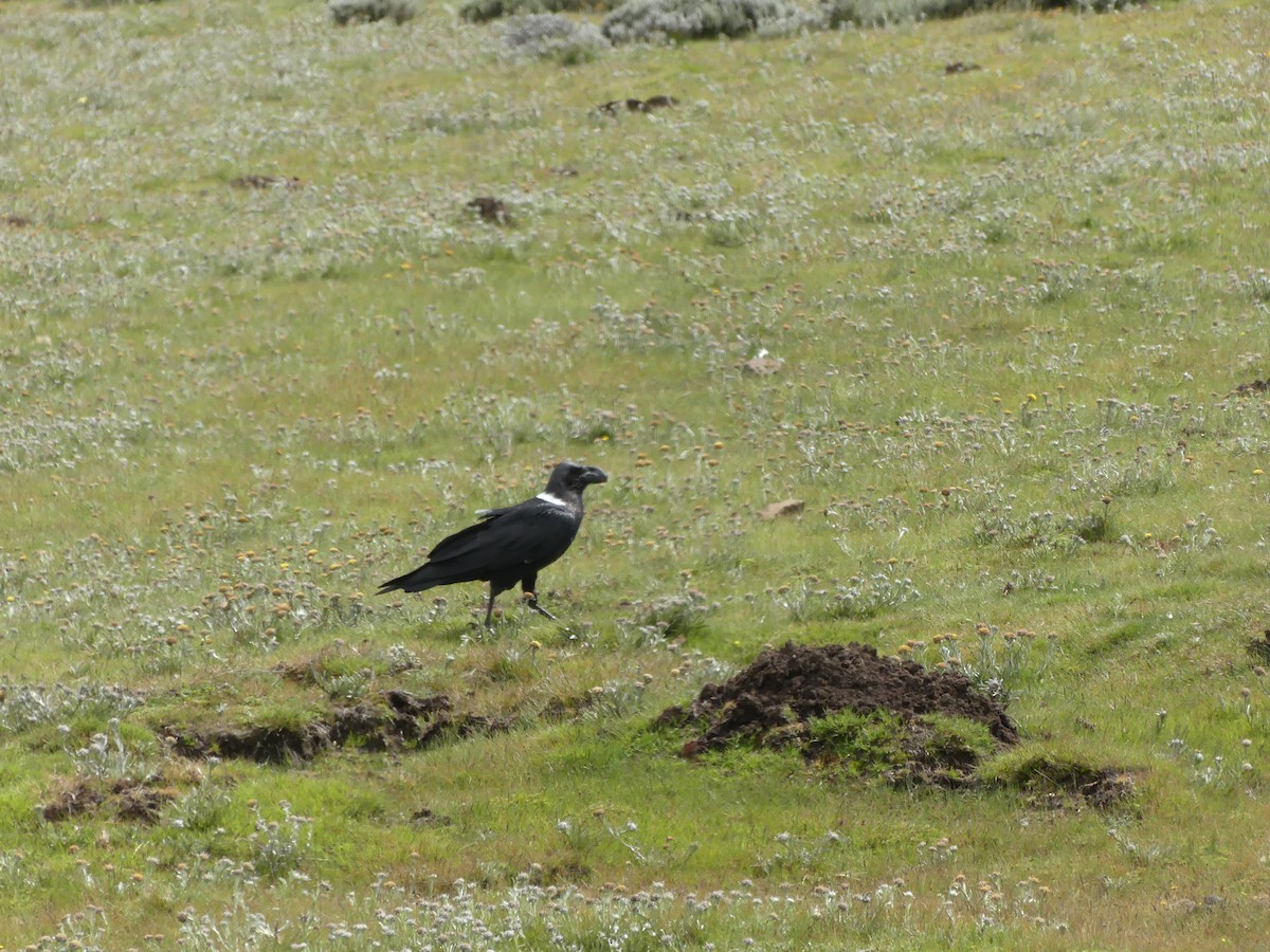 White-necked Raven - ML615858475